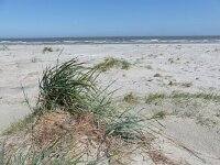 Larus argentatus 118, Zilvermeeuw, nest, Saxifraga-Mark Zekhuis