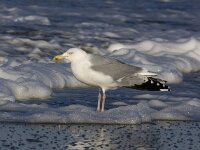 Larus argentatus 120, Zilvermeeuw, Saxifraga-Bart Vastenhouw
