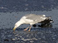 Larus argentatus 121, Zilvermeeuw, Saxifraga-Bart Vastenhouw