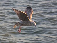 Larus argentatus 122, Zilvermeeuw, Saxifraga-Bart Vastenhouw