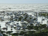 Larus argentatus 124, Zilvermeeuw, Saxifraga-Willem van Kruijsbergen
