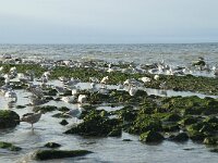 Larus argentatus 125, Zilvermeeuw, Saxifraga-Willem van Kruijsbergen