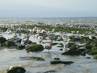 Larus argentatus 126, Zilvermeeuw, Saxifraga-Willem van Kruijsbergen