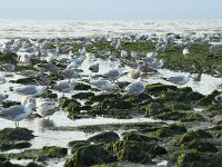Larus argentatus 127, Zilvermeeuw, Saxifraga-Willem van Kruijsbergen
