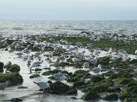 Larus argentatus 128, Zilvermeeuw, Saxifraga-Willem van Kruijsbergen