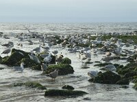 Larus argentatus 129, Zilvermeeuw, Saxifraga-Willem van Kruijsbergen