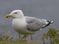 Larus argentatus 13, Zilvermeeuw, Saxifraga-Willem Jan Hoeffnagel