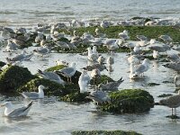 Larus argentatus 130, Zilvermeeuw, Saxifraga-Willem van Kruijsbergen