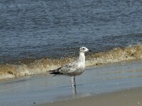 Larus argentatus 131, Zilvermeeuw, Saxifraga-Willem van Kruijsbergen