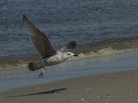 Larus argentatus 132, Zilvermeeuw, Saxifraga-Willem van Kruijsbergen