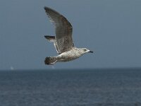 Larus argentatus 133, Zilvermeeuw, Saxifraga-Willem van Kruijsbergen