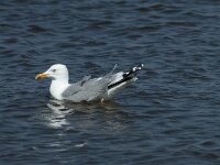 Larus argentatus 134, Zilvermeeuw, Saxifraga-Willem van Kruijsbergen