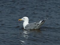 Larus argentatus 135, Zilvermeeuw, Saxifraga-Willem van Kruijsbergen