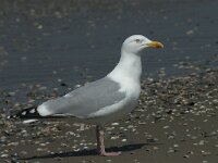Larus argentatus 136, Zilvermeeuw, Saxifraga-Willem van Kruijsbergen