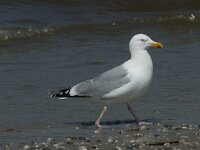 Larus argentatus 137, Zilvermeeuw, Saxifraga-Willem van Kruijsbergen