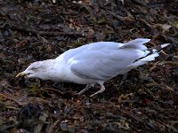Larus argentatus 138, Zilvermeeuw, Saxifraga-Bart Vastenhouw