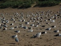 Larus argentatus 14, Zilvermeeuw, Saxifraga-Willem van Kruijsbergen
