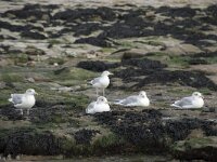Larus argentatus 141, Zilvermeeuw, Saxifraga-Willem van Kruijsbergen