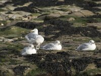 Larus argentatus 142, Zilvermeeuw, Saxifraga-Willem van Kruijsbergen