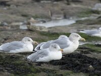 Larus argentatus 143, Zilvermeeuw, Saxifraga-Willem van Kruijsbergen
