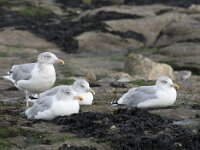 Larus argentatus 144, Zilvermeeuw, Saxifraga-Willem van Kruijsbergen