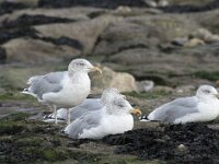 Larus argentatus 145, Zilvermeeuw, Saxifraga-Willem van Kruijsbergen