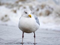Larus argentatus 153, Zilvermeeuw, Saxifraga-Bart Vastenhouw
