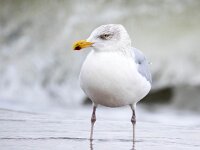 Larus argentatus 156, Zilvermeeuw, Saxifraga-Bart Vastenhouw