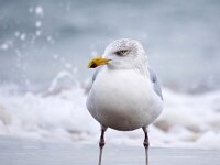 Larus argentatus 157, Zilvermeeuw, Saxifraga-Bart Vastenhouw