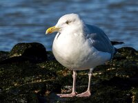 Larus argentatus 159, Zilvermeeuw, Saxifraga-Bart Vastenhouw