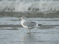 Larus argentatus 16, Zilvermeeuw, Saxifraga-Marijke Verhagen