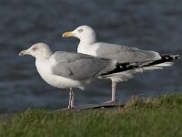 Zilvermeeuw, Herring Gull; Larus argentatus  Zilvermeeuw, Herring Gull; Larus argentatus : Herring Gull, Larus argentatus, Utrecht, Zilvermeeuw, adult, bird, blauw, blue, city, city bird, green, groen, kade, meeuw, stad, stadsvogel, vogel, volwassen, water, zeevogel
