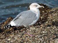 Larus argentatus 2, Zilvermeeuw, Saxifraga-Jan van der Straaten