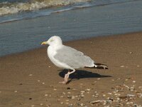 Larus argentatus 20, Zilvermeeuw, Saxifraga-Willem van Kruijsbergen