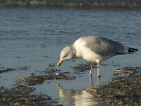 Larus argentatus 21, Zilvermeeuw, Saxifraga-Marijke Verhagen