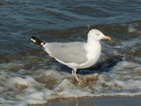 Larus argentatus 22, Zilvermeeuw, Saxifraga-Willem van Kruijsbergen