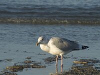 Larus argentatus 23, Zilvermeeuw, Saxifraga-Marijke Verhagen
