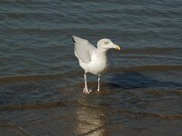 Larus argentatus 24, Zilvermeeuw, Saxifraga-Willem van Kruijsbergen