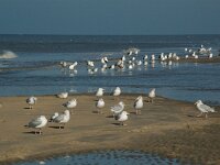 Larus argentatus 25, Zilvermeeuw, Saxifraga-Willem van Kruijsberg
