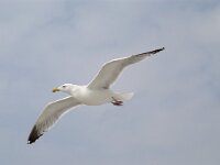 Larus argentatus 27, Zilvermeeuw, adult, Saxifraga-Piet Munsterman