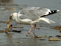 Larus argentatus 29, Zilvermeeuw, Saxifraga-Piet Munsterman