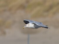 Larus argentatus 30, Zilvermeeuw, Saxifraga-Luc Hoogenstein : Zuid-holland, bird, januari, january, vogel