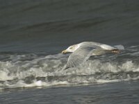 Larus argentatus 31, Zilvermeeuw, Saxifraga-Marijke Verhagen