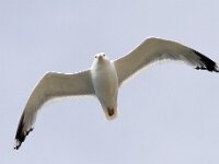 Larus argentatus 32, Zilvermeeuw, Saxifraga-Mark Zekhuis