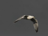 Larus argentatus 33, Zilvermeeuw, Saxifraga-Luc Hoogenstein