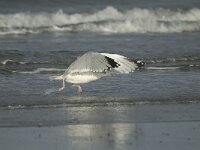 Larus argentatus 36, Zilvermeeuw, Saxifraga-Marijke Verhagen