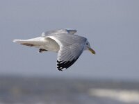 Larus argentatus 38, Zilvermeeuw, Saxifraga-Willem Jan Hoeffnagel