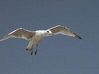 Larus argentatus 39, Zilvermeeuw, juvenile, Saxifraga-Willem van Kruijsbergen