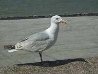 Larus argentatus 4, Zilvermeeuw, Saxifraga-Jan van der Straaten