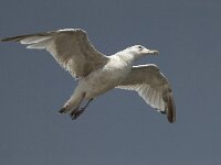 Larus argentatus 40, Zilvermeeuw, juvenile, Saxifraga-Willem van Kruijsbergen